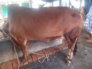 সাহিওয়াল জাতের একটি গরু বিক্রি করা হবে।
