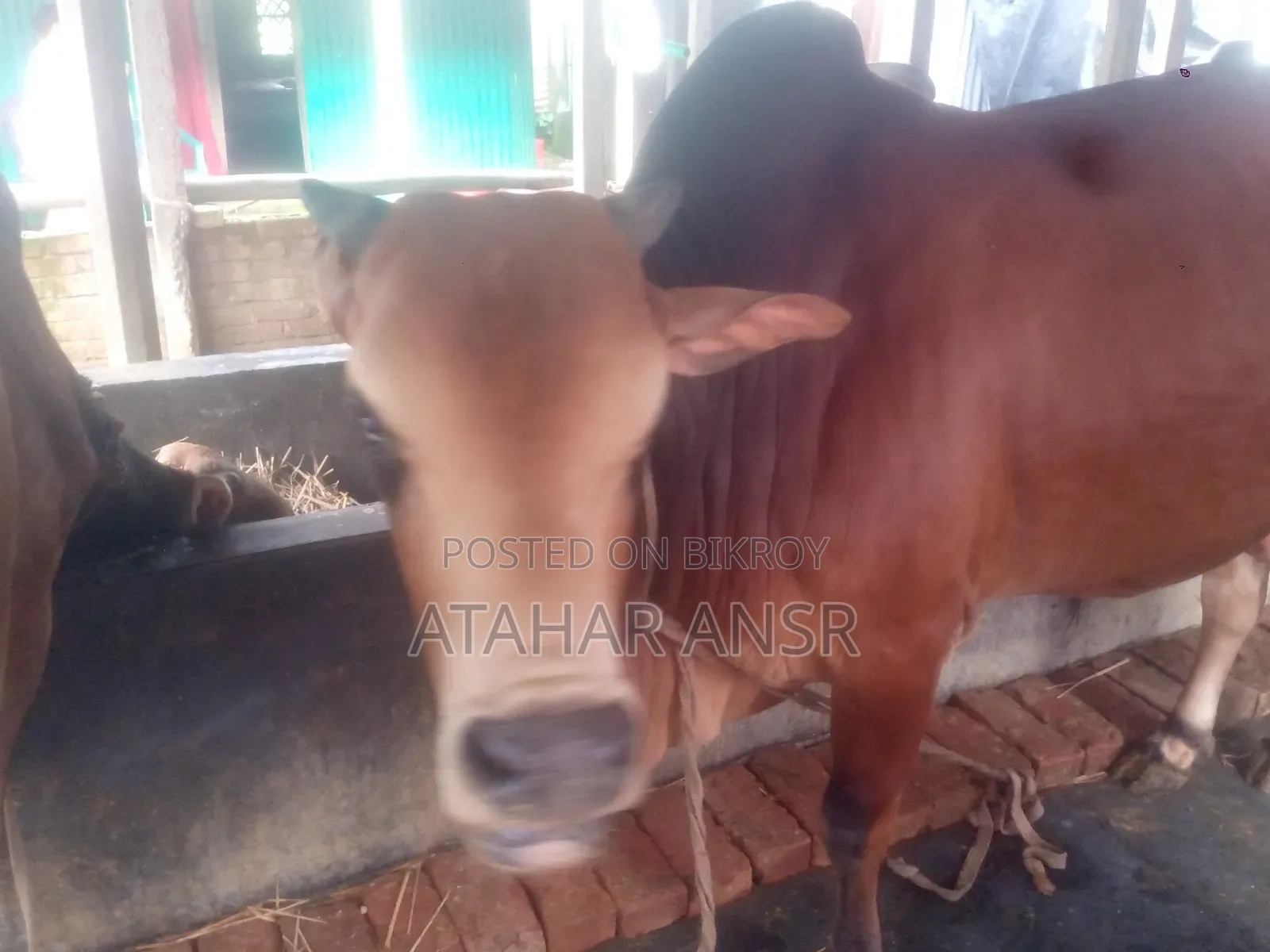 সাহিওয়াল জাতের একটি গরু বিক্রি করা হবে।