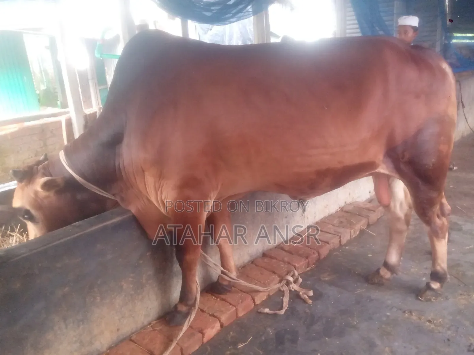 সাহিওয়াল জাতের একটি গরু বিক্রি করা হবে।