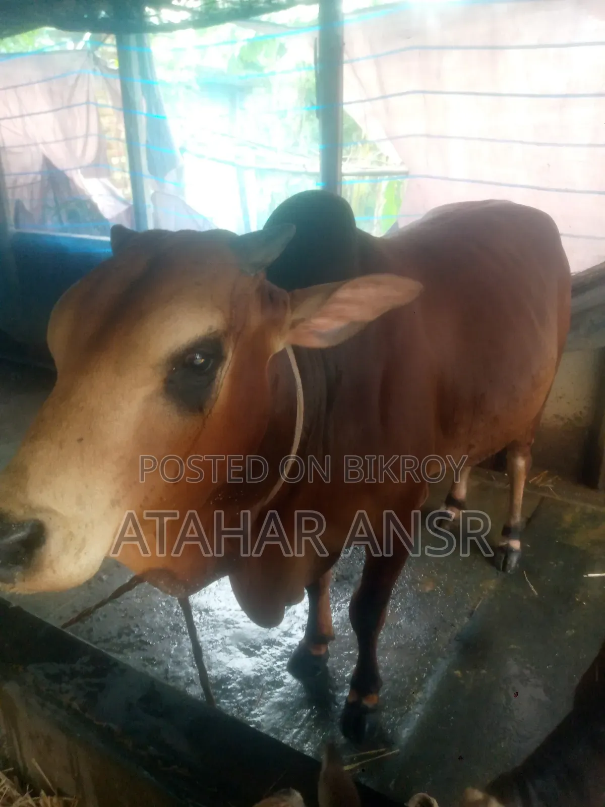 সাহিওয়াল জাতের একটি গরু বিক্রি করা হবে।