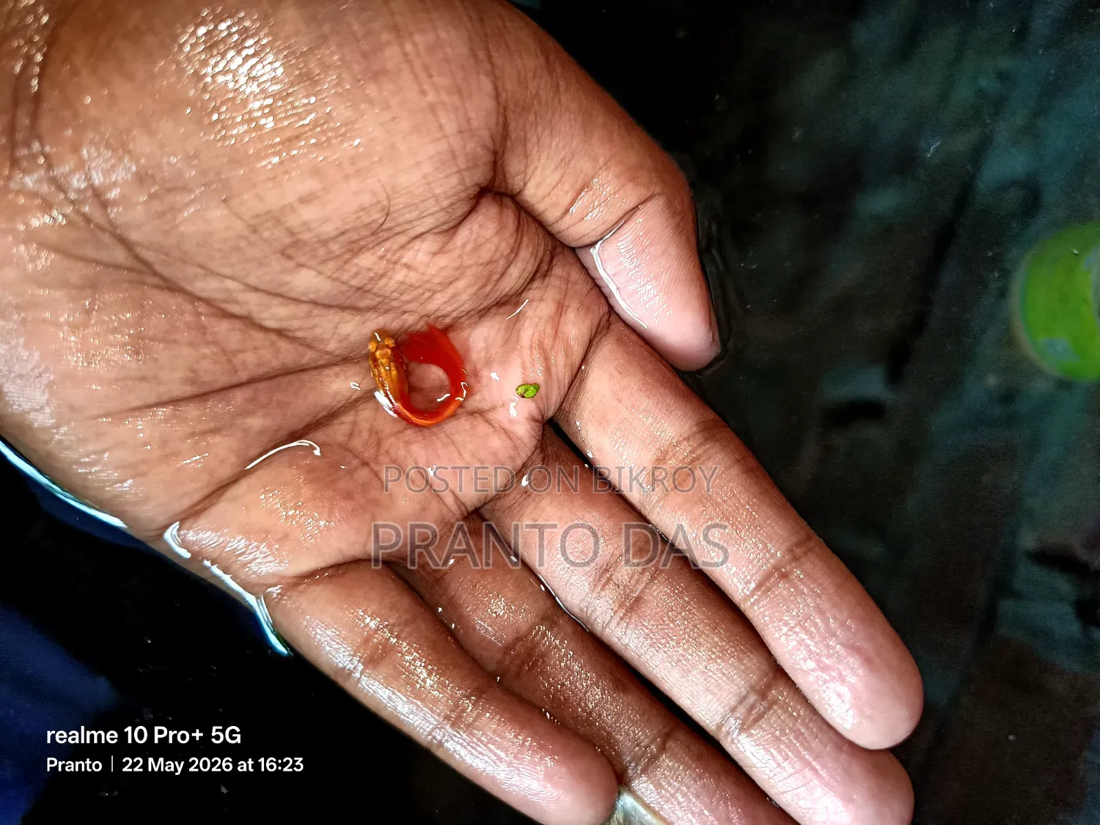 Red Moscow Guppy Breed Size