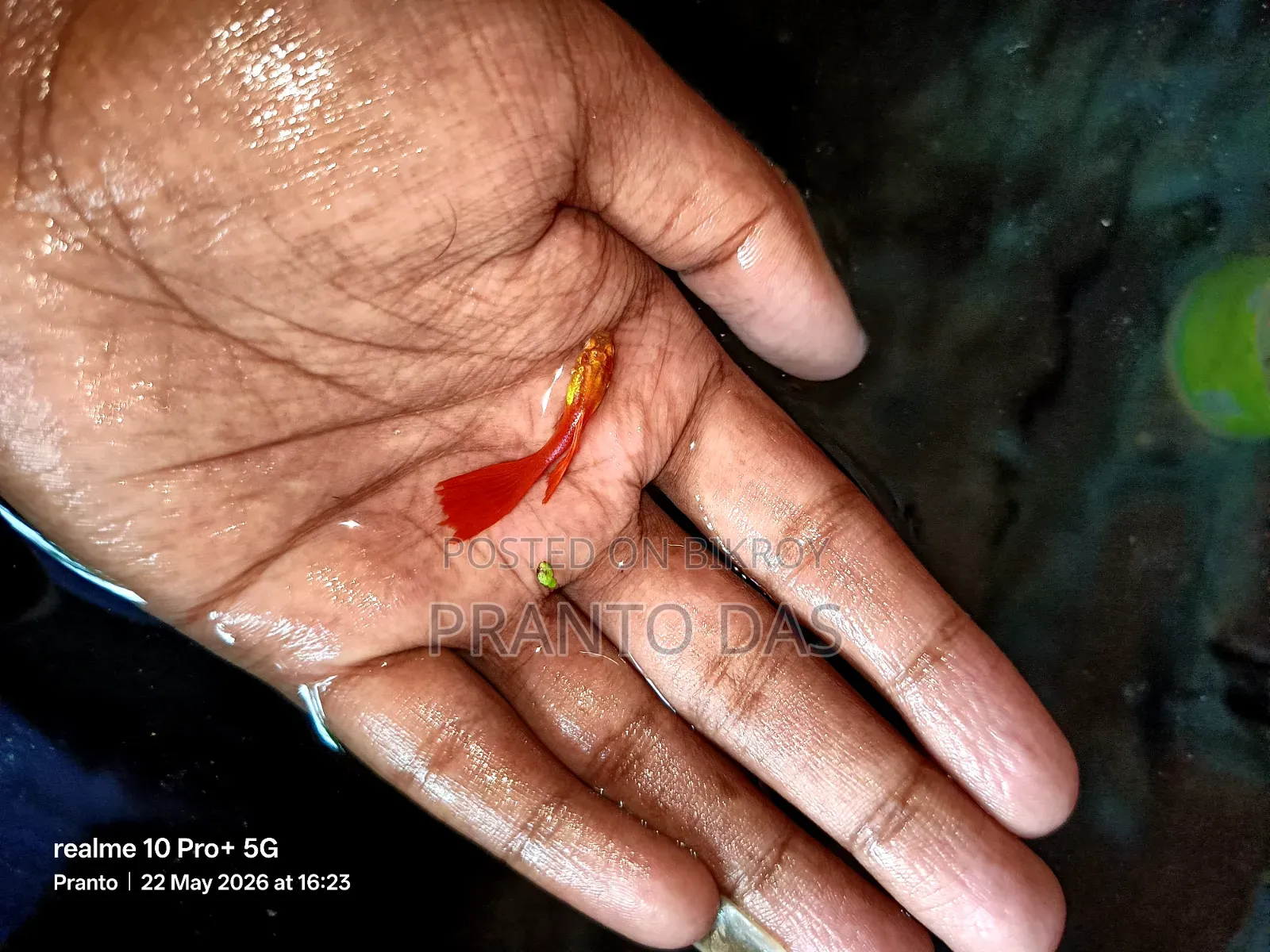 Red Moscow Guppy Breed Size