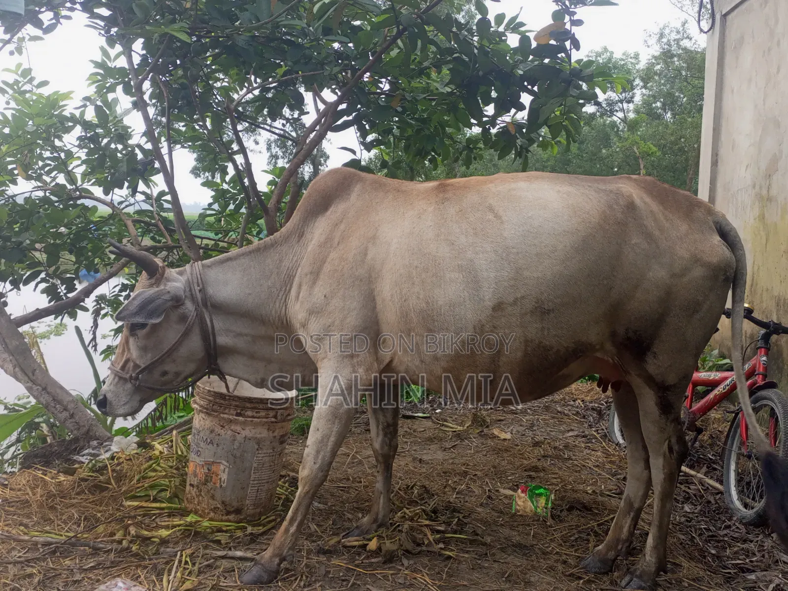 কোরবানির জন্য এই গবাদি পশু টি দেখতে পারেন