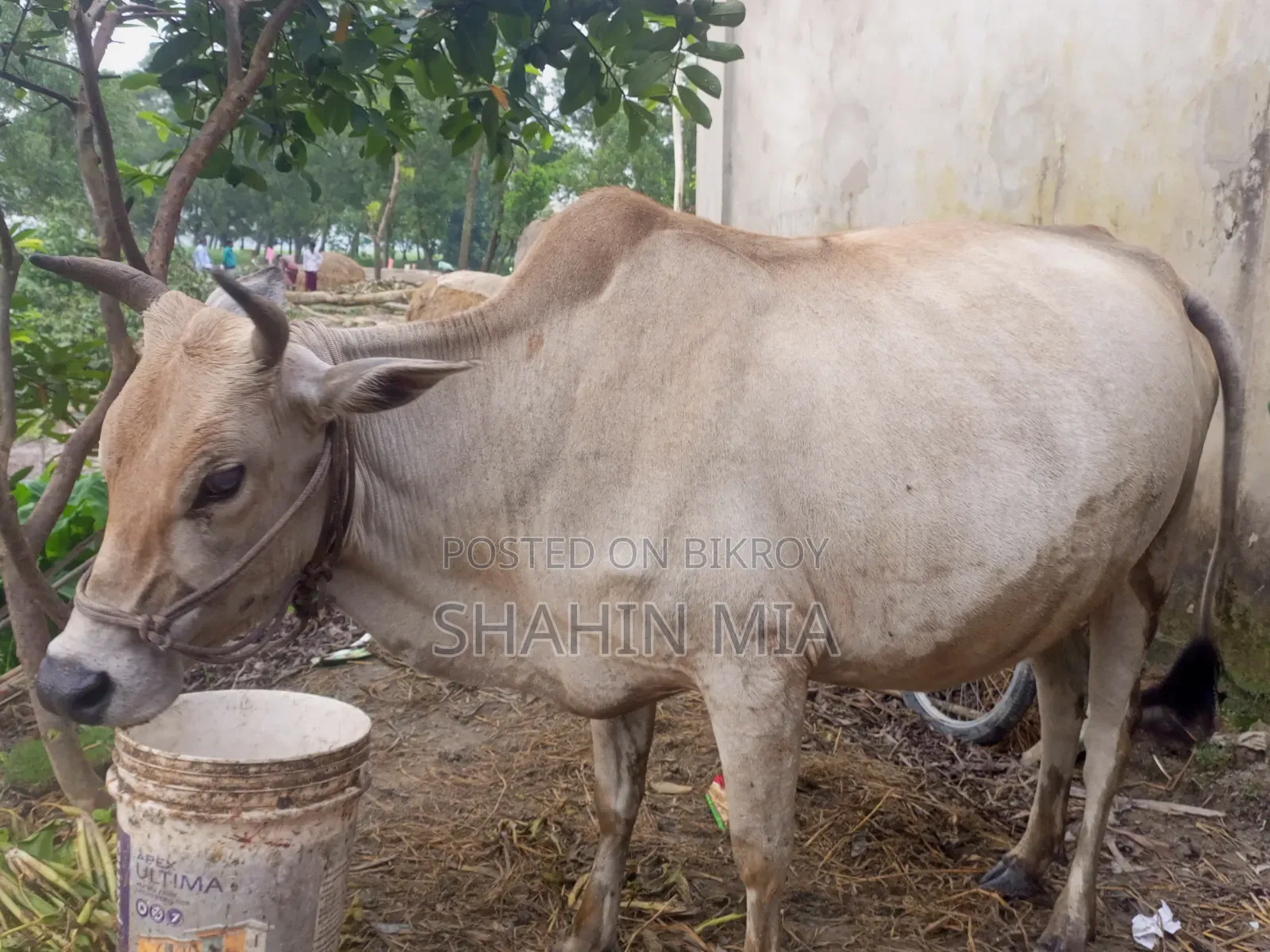 কোরবানির জন্য এই গবাদি পশু টি দেখতে পারেন