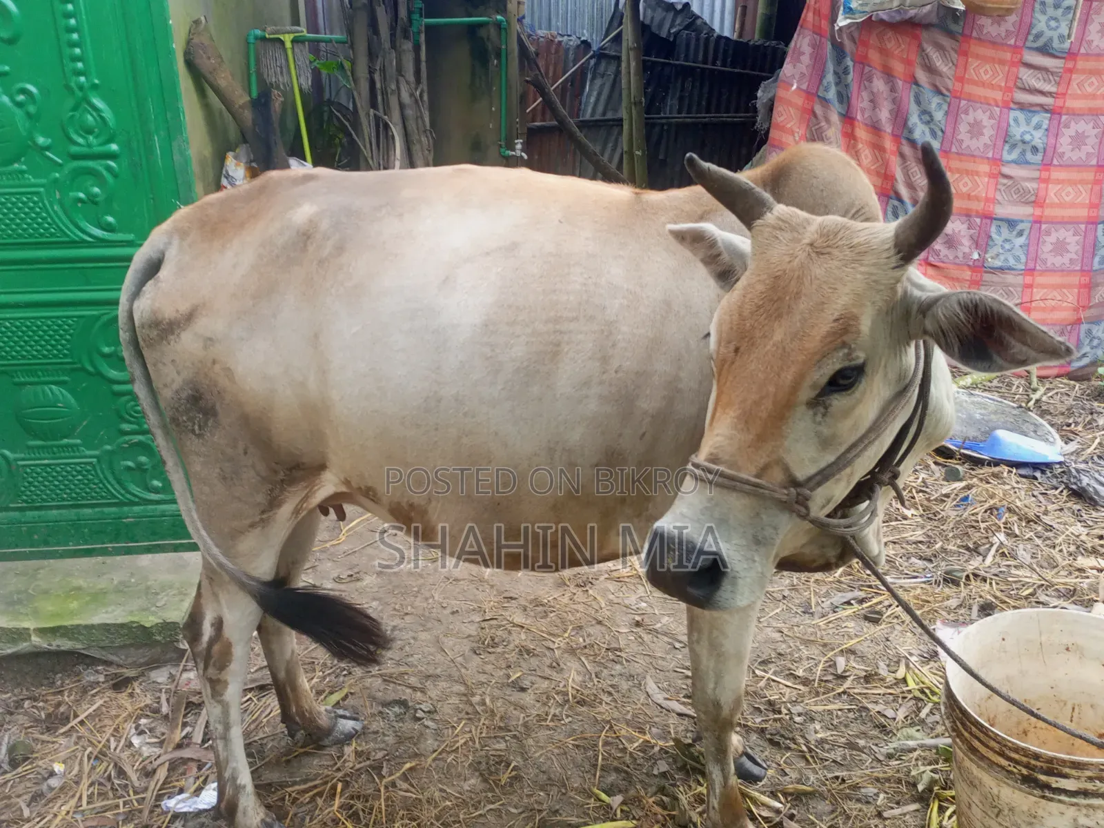 কোরবানির জন্য এই গবাদি পশু টি দেখতে পারেন