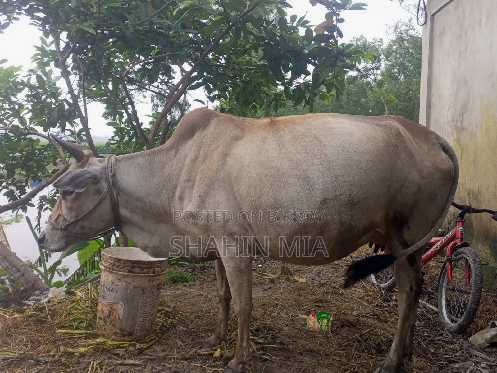 কোরবানির জন্য এই গবাদি পশু টি দেখতে পারেন