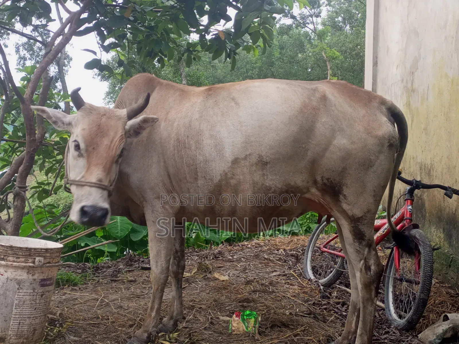কোরবানির জন্য এই গবাদি পশু টি দেখতে পারেন