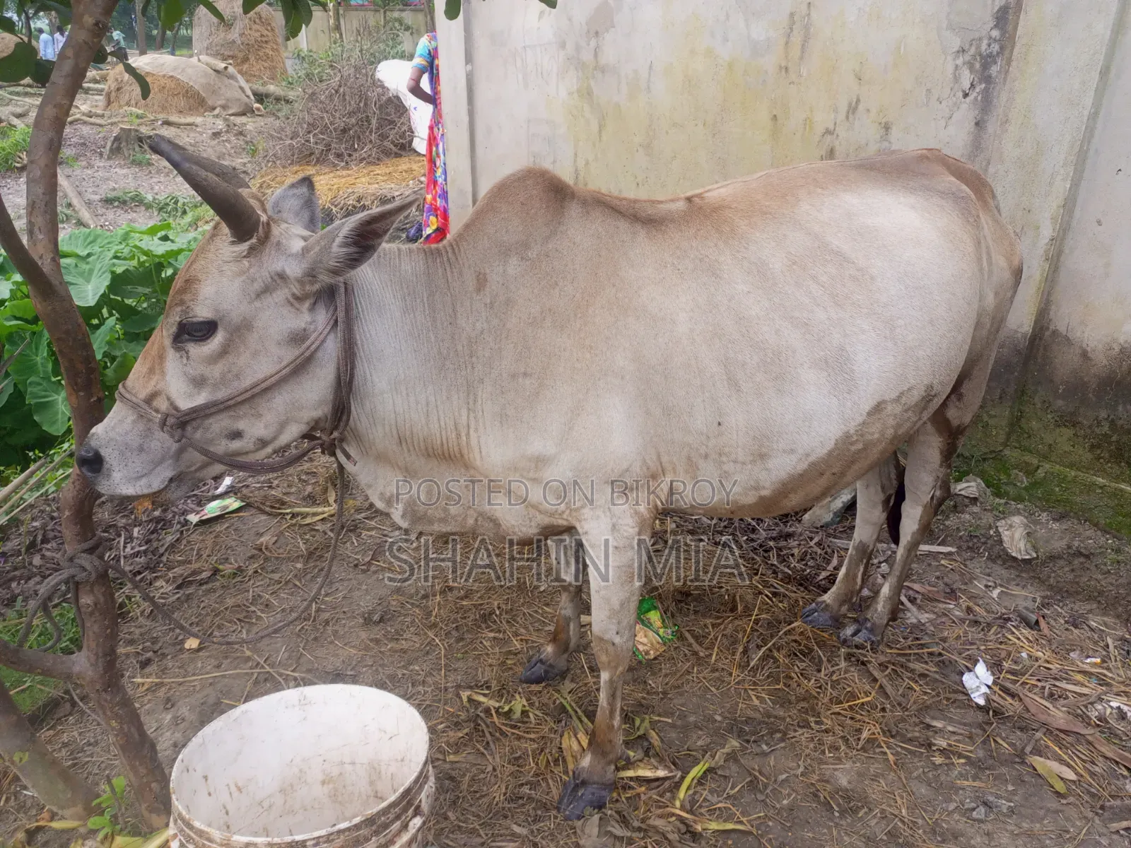 কোরবানির জন্য এই গবাদি পশু টি দেখতে পারেন