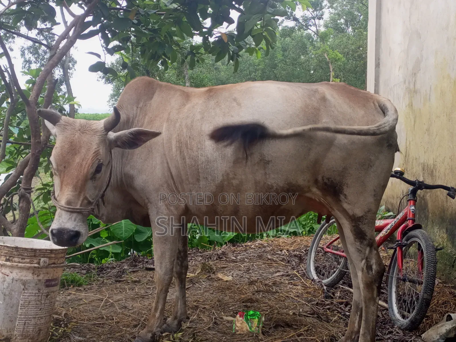 কোরবানির জন্য এই গবাদি পশু টি দেখতে পারেন