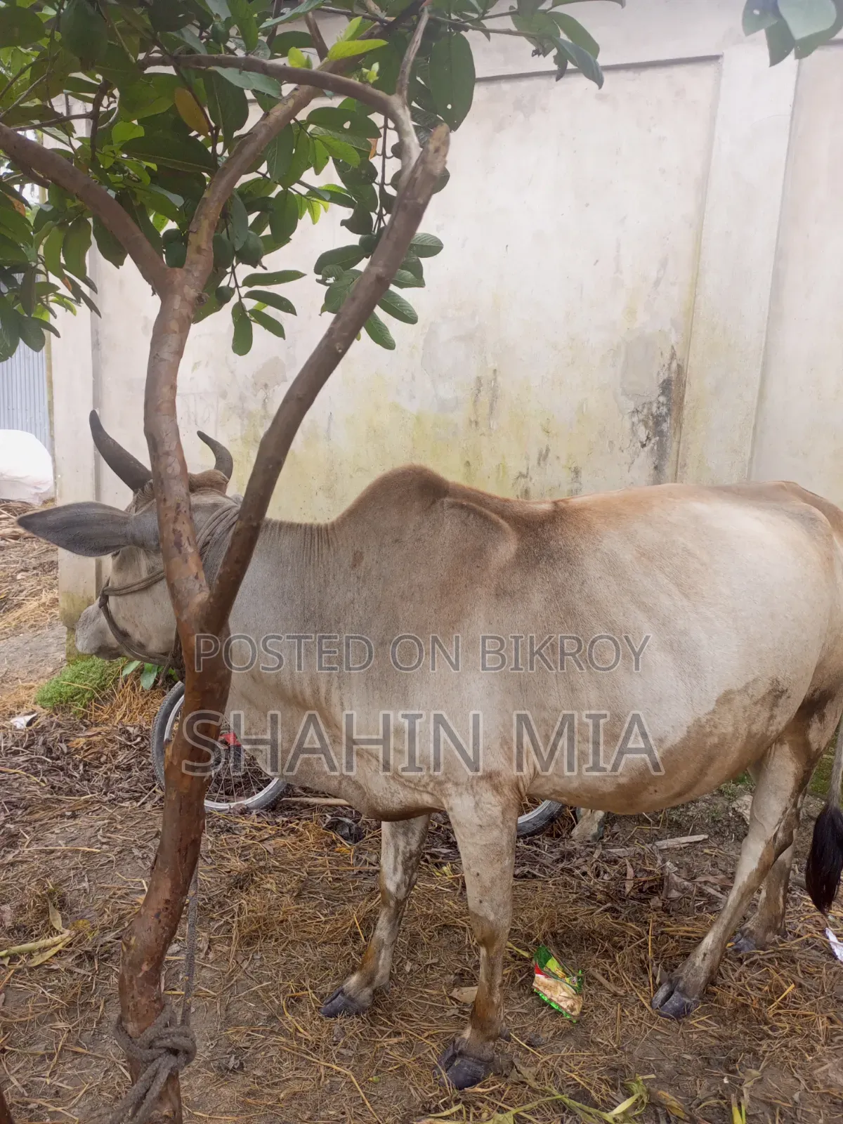 কোরবানির জন্য এই গবাদি পশু টি দেখতে পারেন