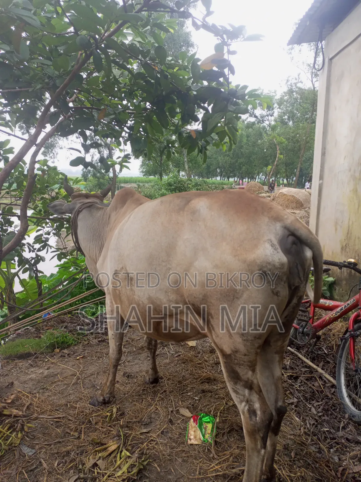 কোরবানির জন্য এই গবাদি পশু টি দেখতে পারেন