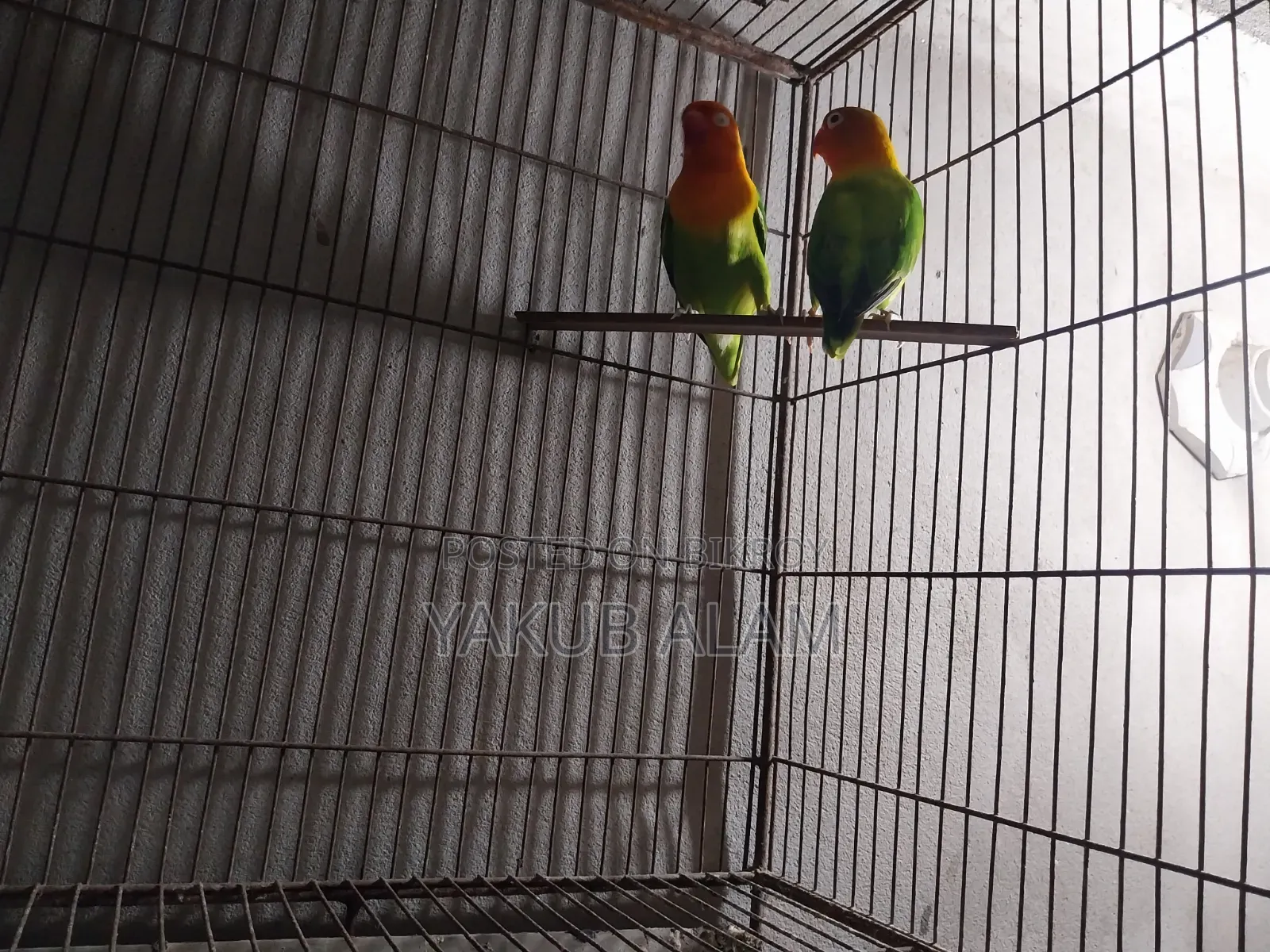 Beautiful Lovebird Pair