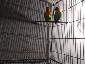 Beautiful Lovebird Pair