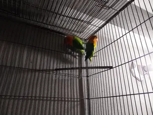 Beautiful Lovebird Pair