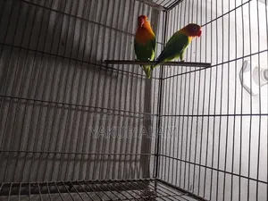 Beautiful Lovebird Pair