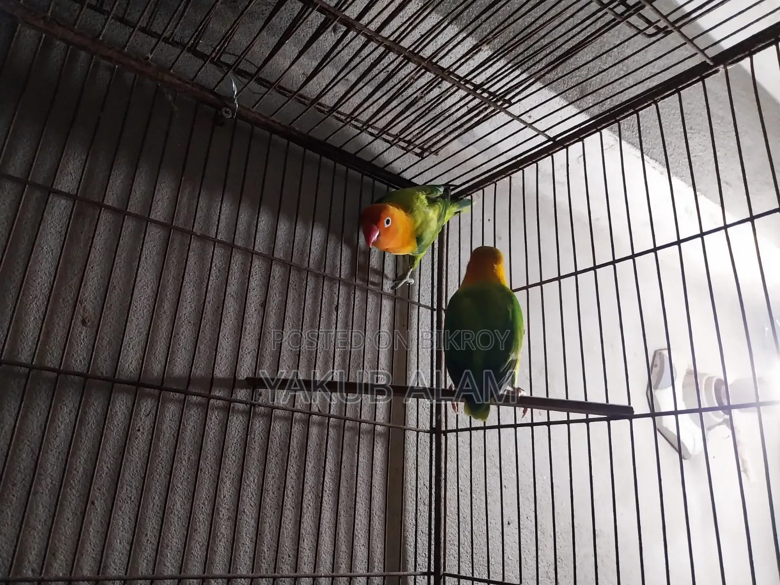 Beautiful Lovebird Pair