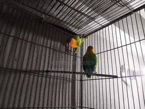 Beautiful Lovebird Pair