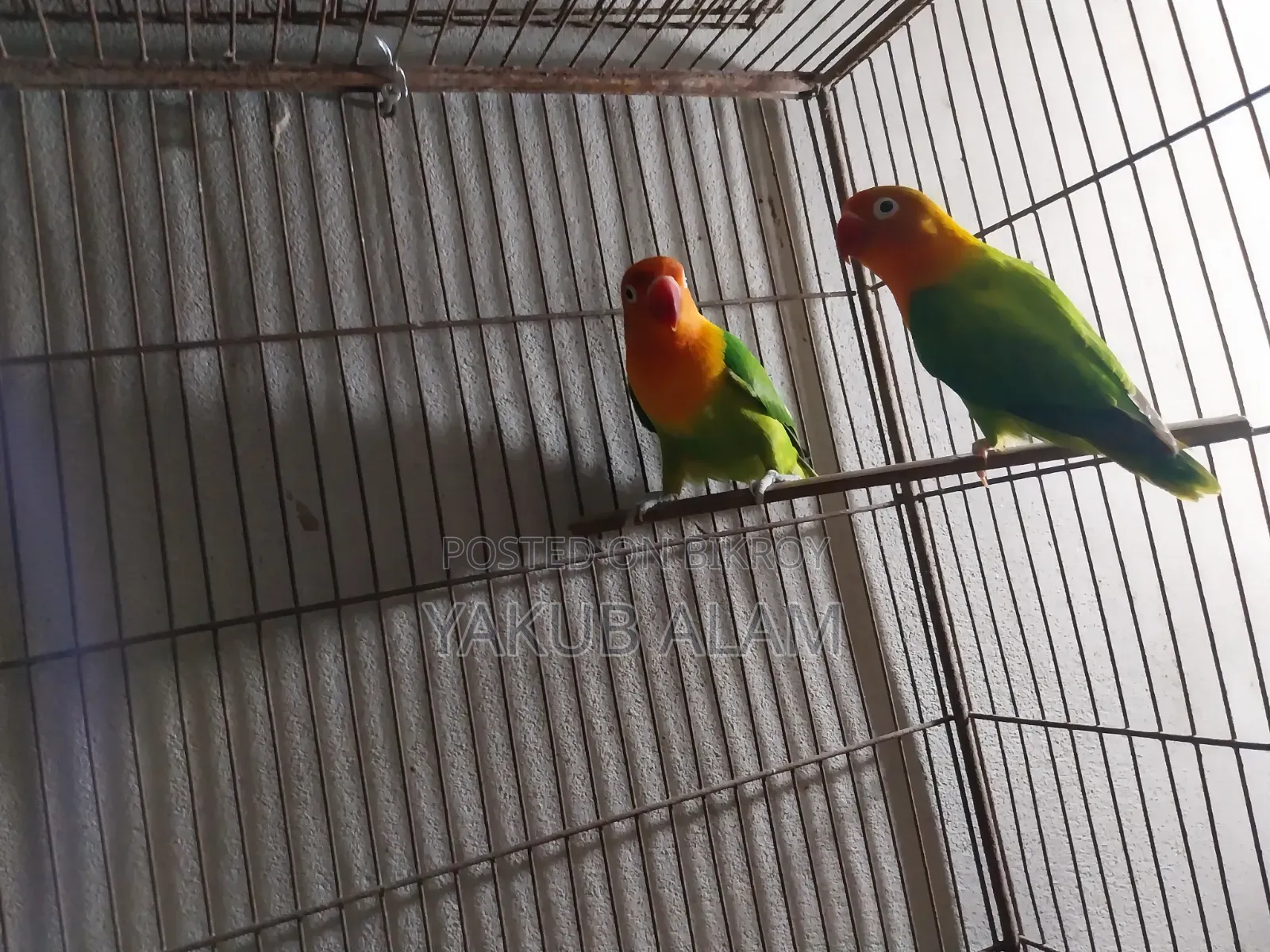 Beautiful Lovebird Pair