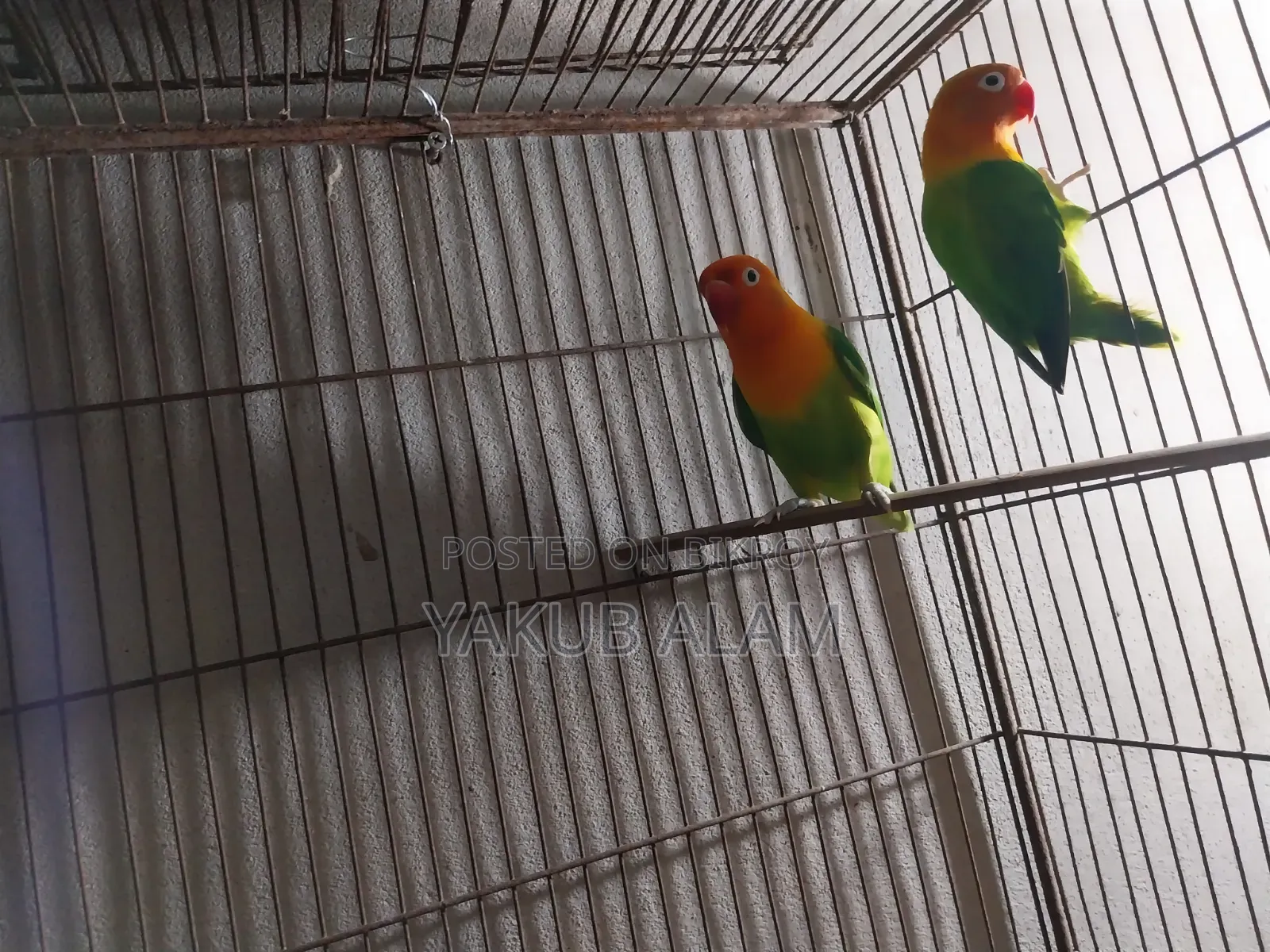 Beautiful Lovebird Pair