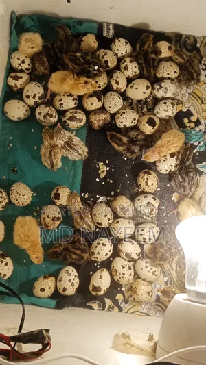 কোয়েল পাখি {দুবাই জাম্বু হাইব্রিড ক্রস}