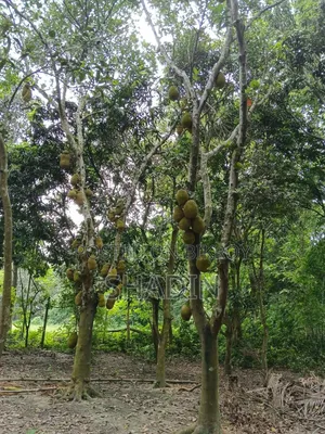 কাঁঠাল বিক্রি করা হবে