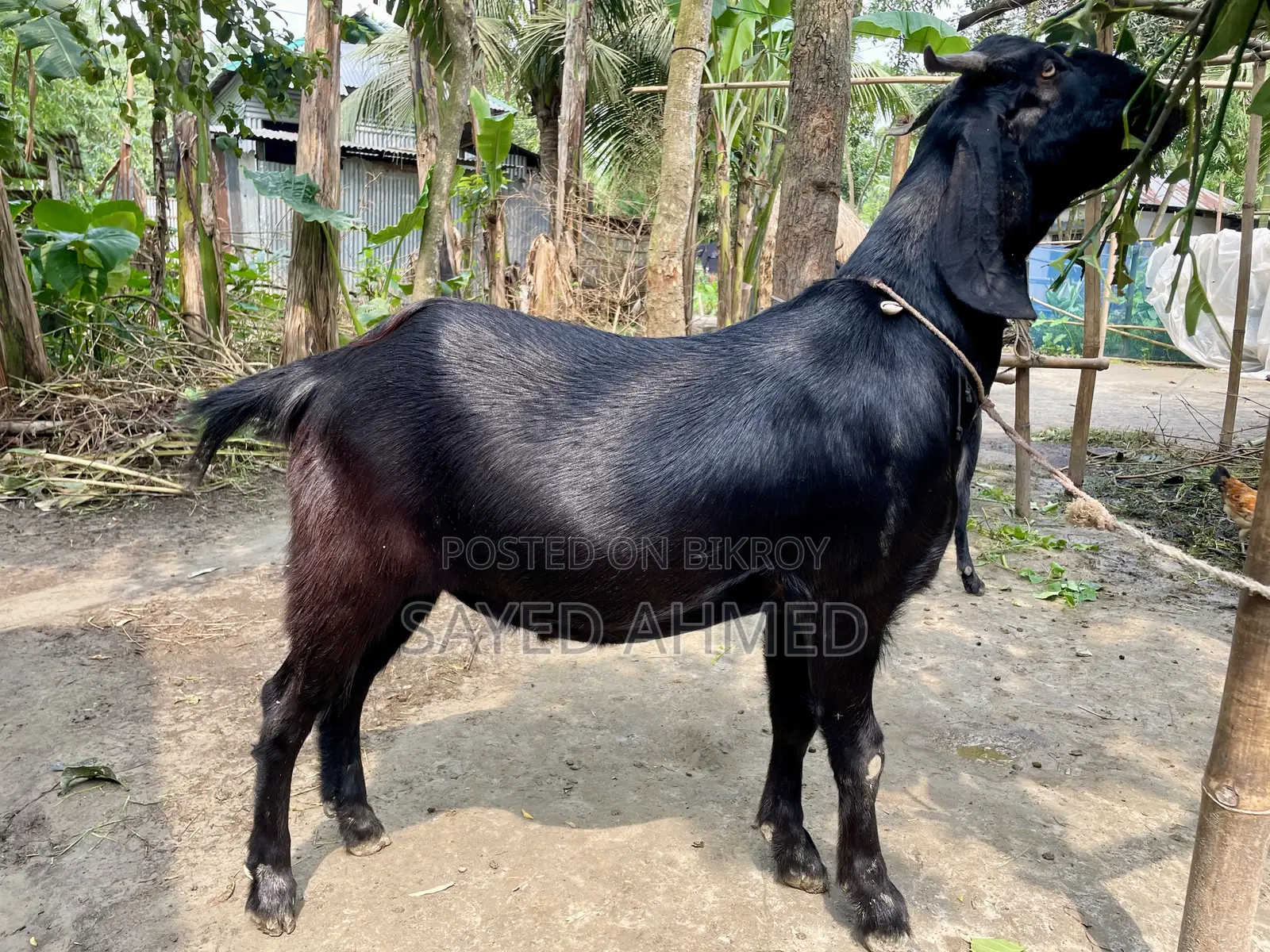 Attractive Beetal Cross Goat for Qurbani (47 kg, 2 teeth)