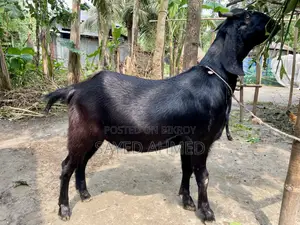 Attractive Beetal Cross Goat for Qurbani (47 kg, 2 teeth)