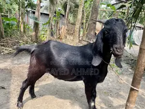 Attractive Beetal Cross Goat for Qurbani (47 kg, 2 teeth)