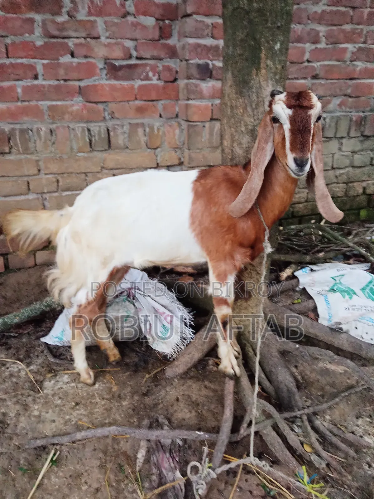 একটি সুন্দর ছাগী বিক্রি হবে