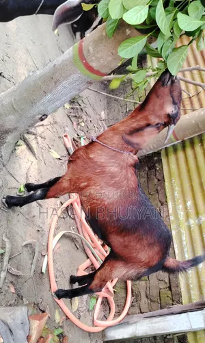 2 Piece Goat