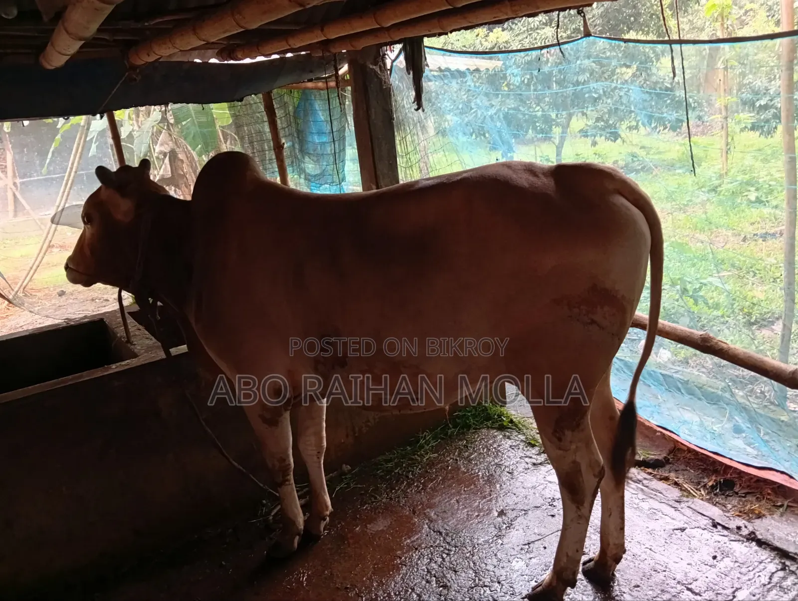 দেশি সার দুই দাঁত