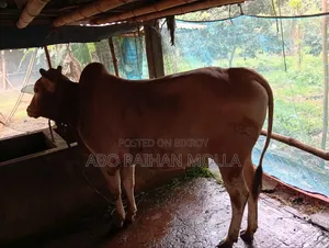 দেশি সার দুই দাঁত