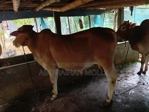 দেশি সার দুই দাঁত