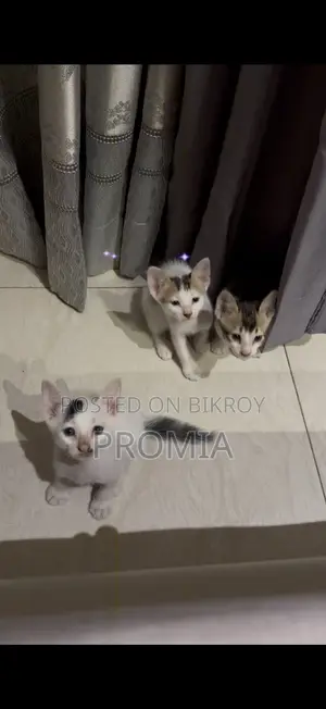 1-3 Months Male Mixed Breed Bengal