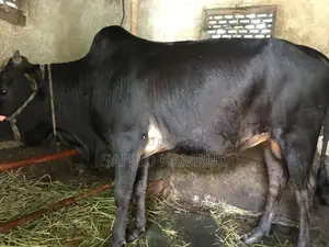 Deshi Shar Goru Dam Matro 80 Hajar