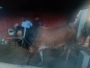 কুরবানির গরু বিক্রি