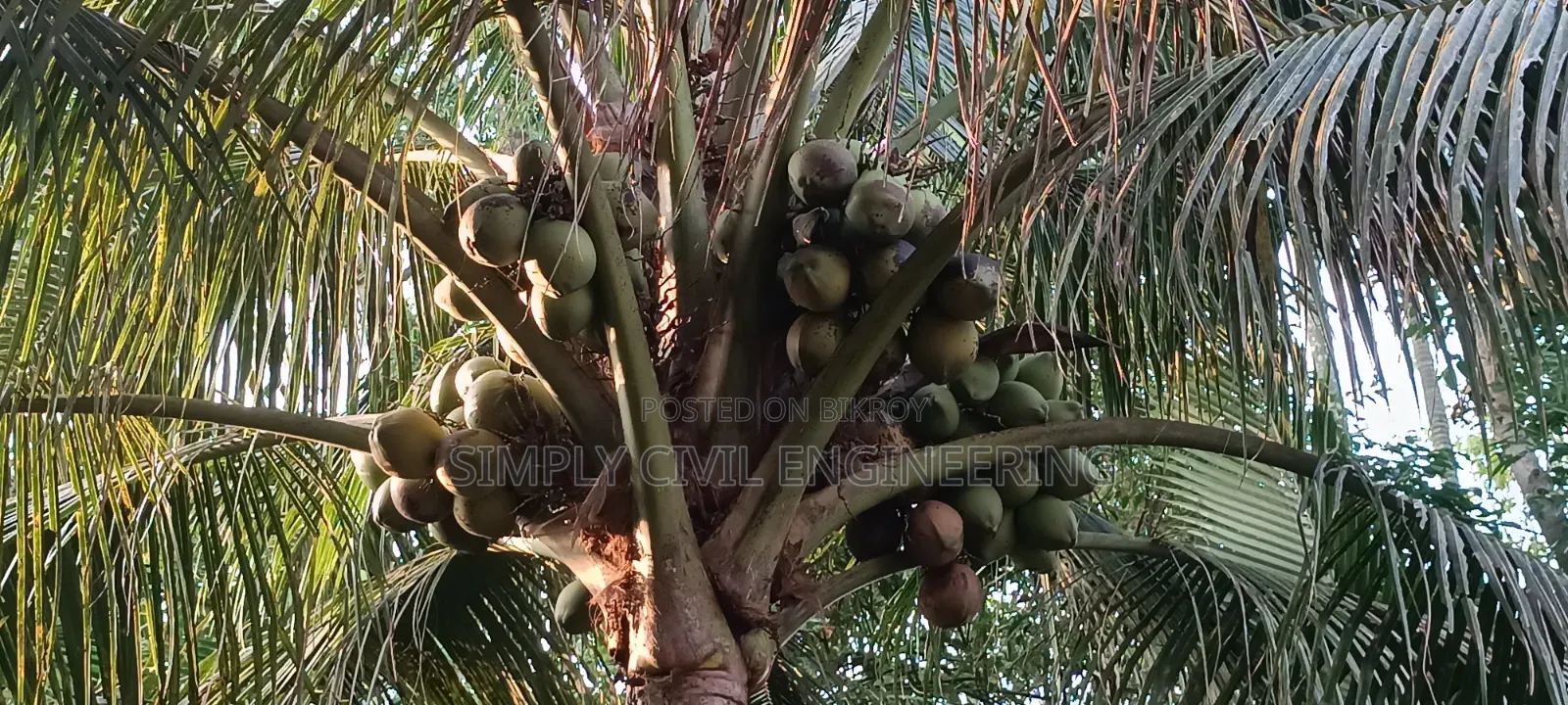 Vietnamese Coconut Saplings