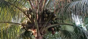 Vietnamese Coconut Saplings
