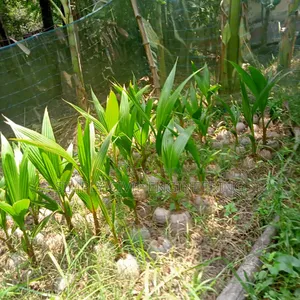 Vietnamese Coconut Saplings