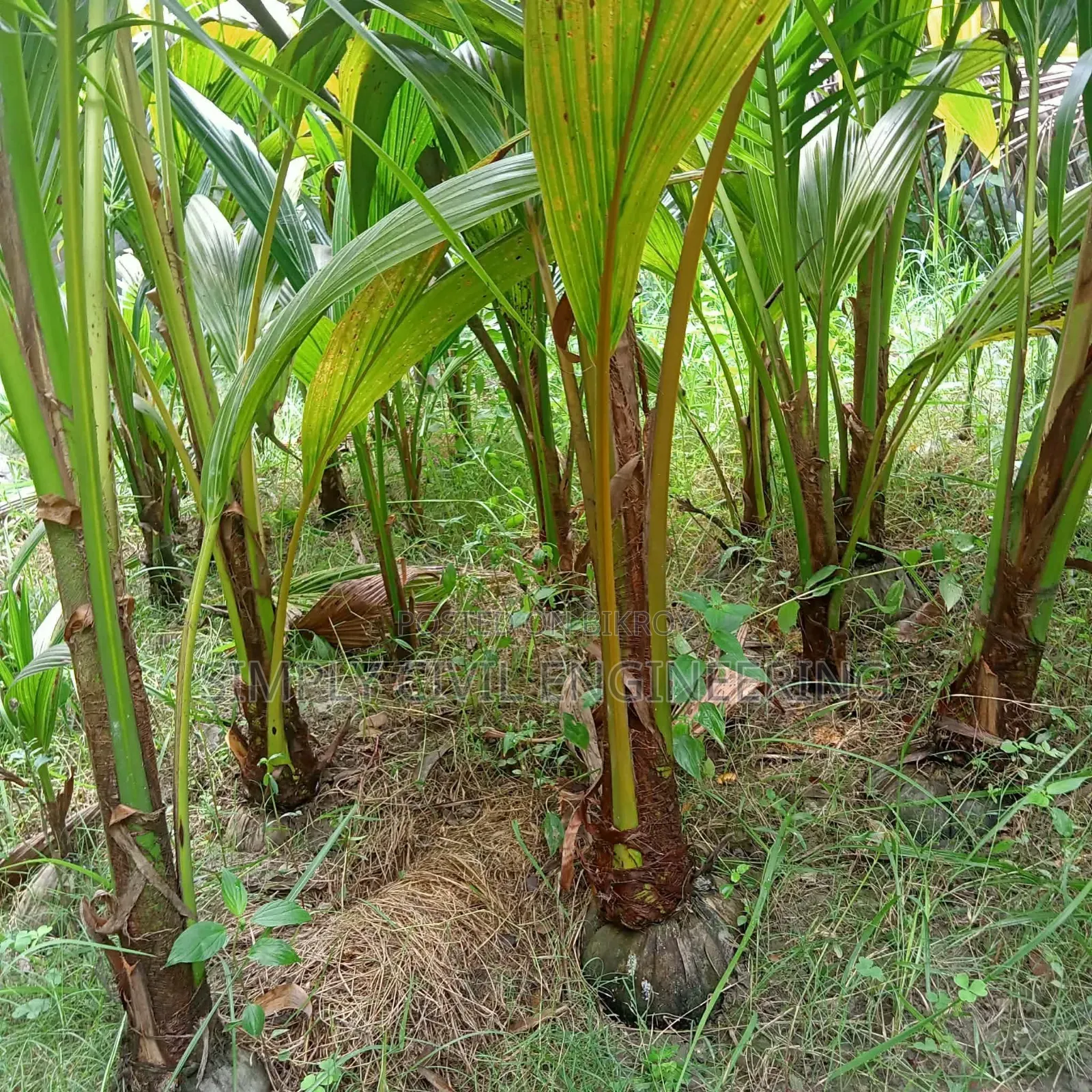 Vietnamese Coconut Saplings