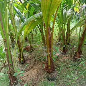 Vietnamese Coconut Saplings