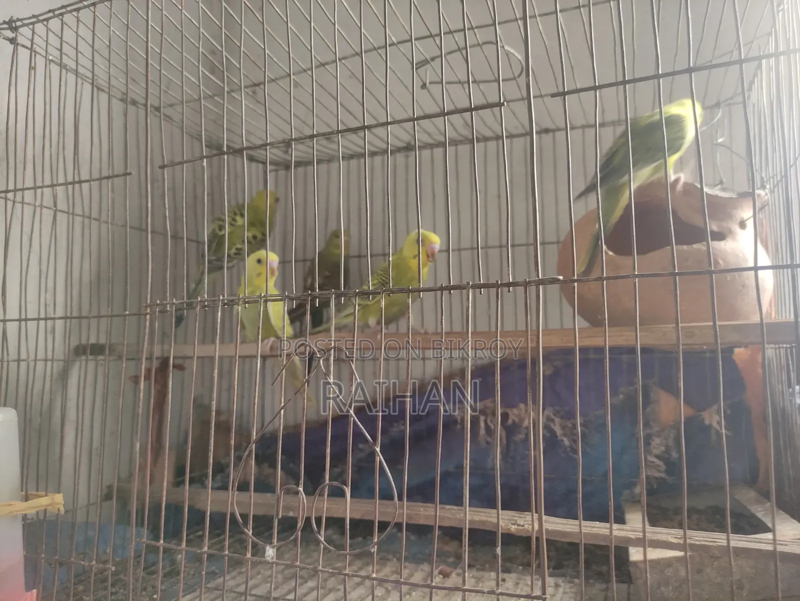 Budgerigar 1 Pair