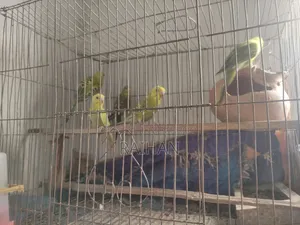 Budgerigar 1 Pair
