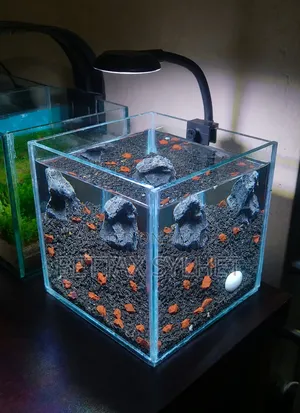 Desktop Betta Tank