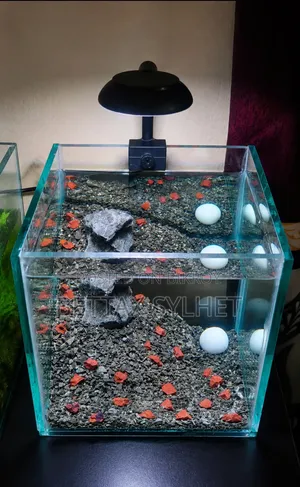 Desktop Betta Tank