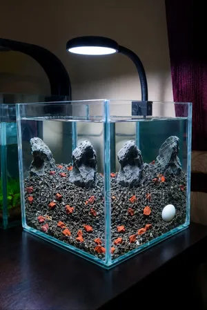 Desktop Betta Tank