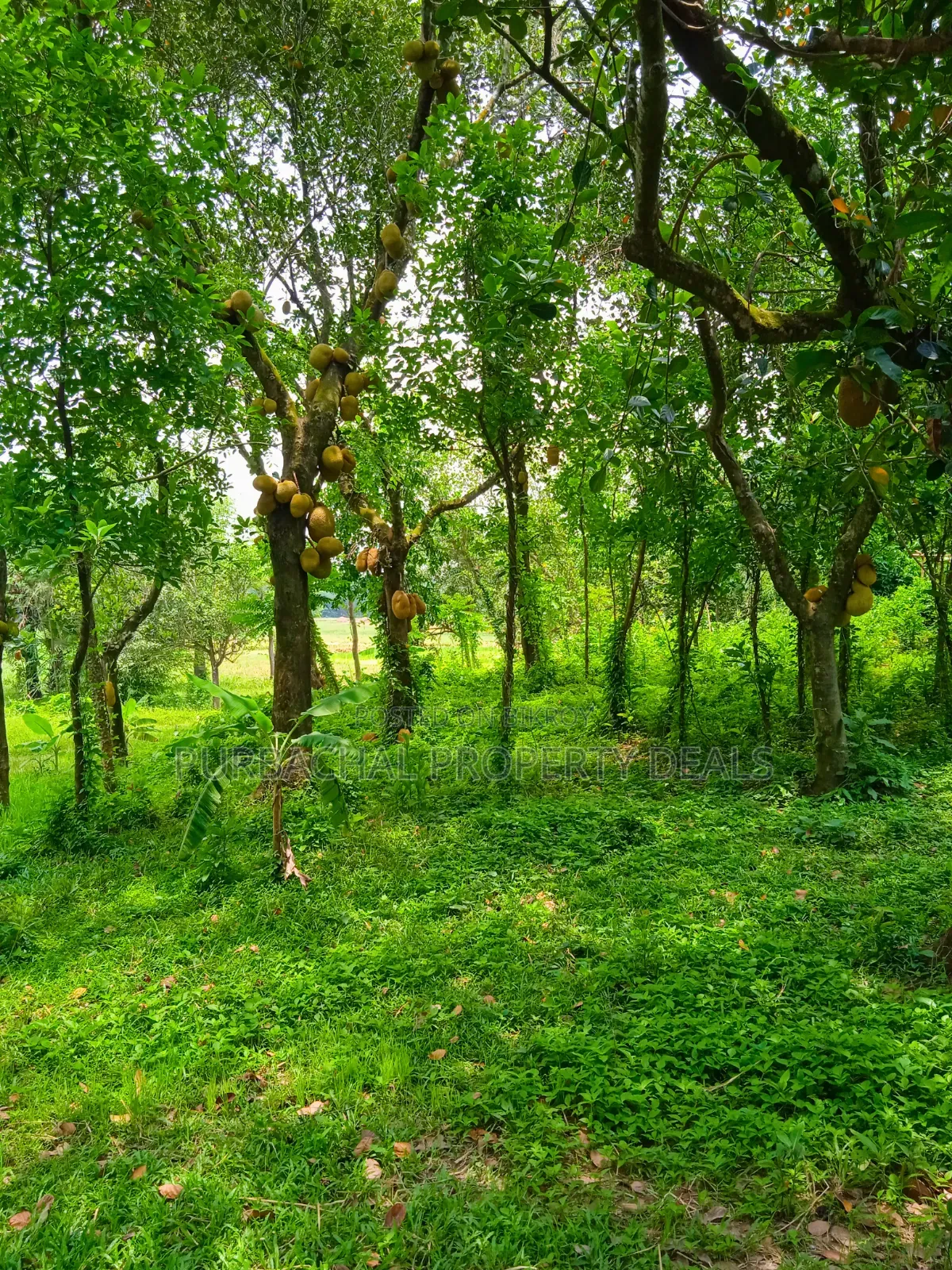 কালিগঞ্জে ১০৫ শতাংশ টিলা প্রকৃতির মাঝে বাগানবাড়ির জমি বিক্রয়