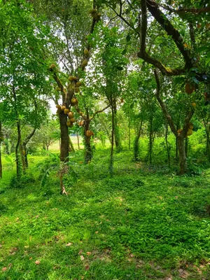 কালিগঞ্জে ১০৫ শতাংশ টিলা প্রকৃতির মাঝে বাগানবাড়ির জমি বিক্রয়
