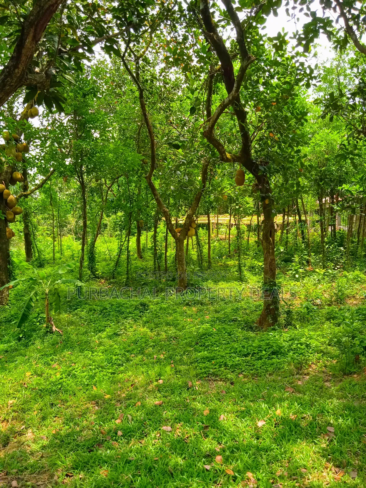 কালিগঞ্জে ১০৫ শতাংশ টিলা প্রকৃতির মাঝে বাগানবাড়ির জমি বিক্রয়