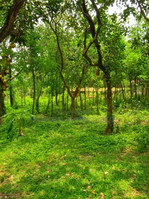 কালিগঞ্জে ১০৫ শতাংশ টিলা প্রকৃতির মাঝে বাগানবাড়ির জমি বিক্রয়